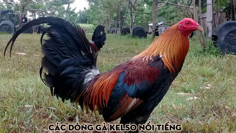 Các dòng gà Kelso nổi tiếng