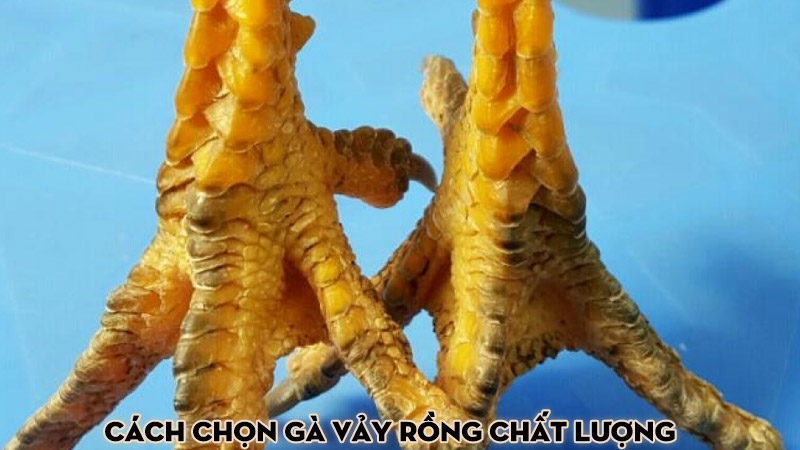 Cách chọn gà vảy rồng chất lượng