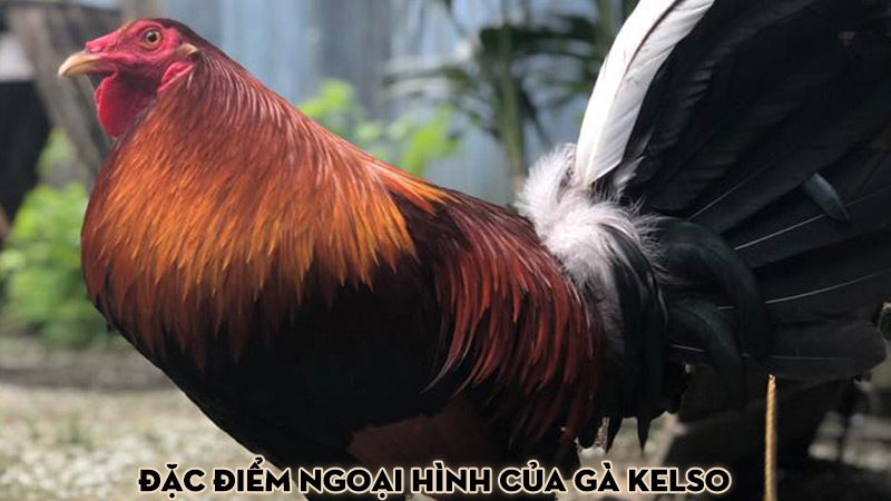 Đặc điểm ngoại hình của gà Kelso