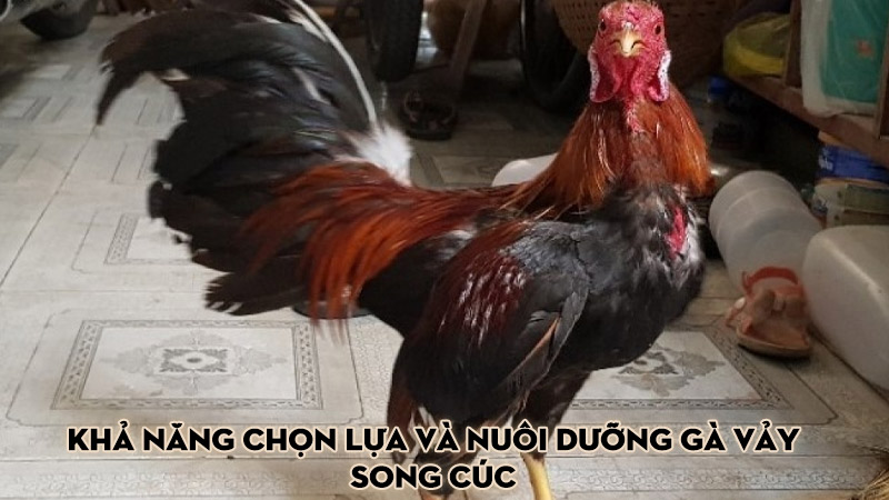 Khả năng chọn lựa và nuôi dưỡng gà vảy song cúc