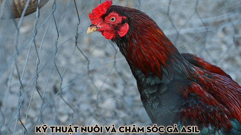 Kỹ thuật nuôi và chăm sóc gà Asil