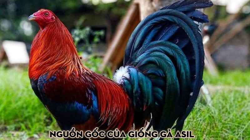 Nguồn gốc của giống gà Asil