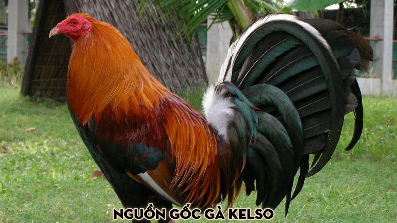 Nguồn gốc gà Kelso