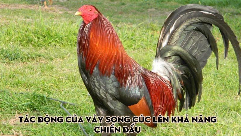 Tác động của vảy song cúc lên khả năng chiến đấu