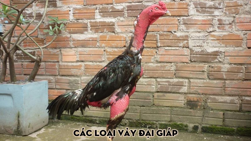 Các loại vảy đại giáp