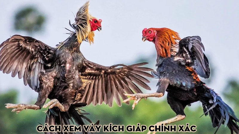 Cách xem vảy kích giáp chính xác