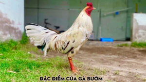 Đặc điểm của gà bướm