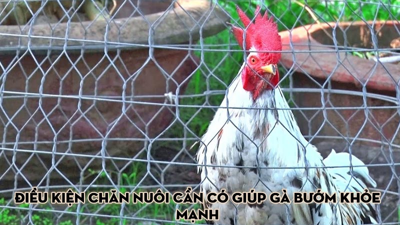 Điều kiện chăn nuôi cần có giúp gà bướm khỏe mạnh