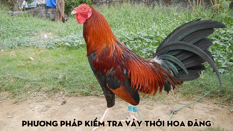 Phương pháp kiểm tra vảy thới hoa đăng