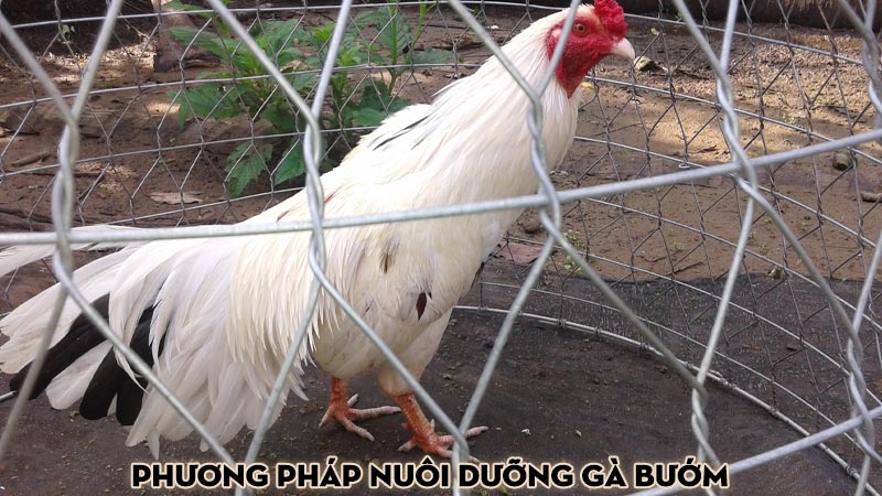 Phương pháp nuôi dưỡng gà bướm