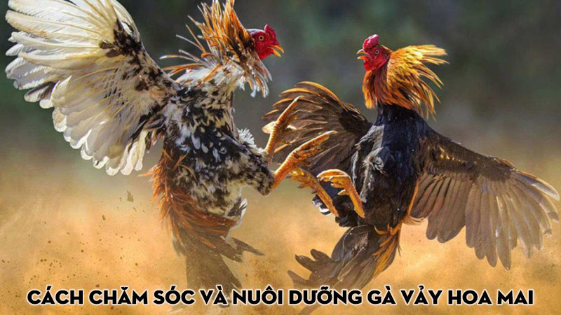 Cách chăm sóc và nuôi dưỡng gà vảy hoa mai