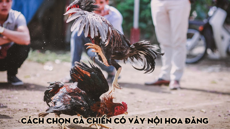 Cách chọn gà chiến có vảy nội hoa đăng