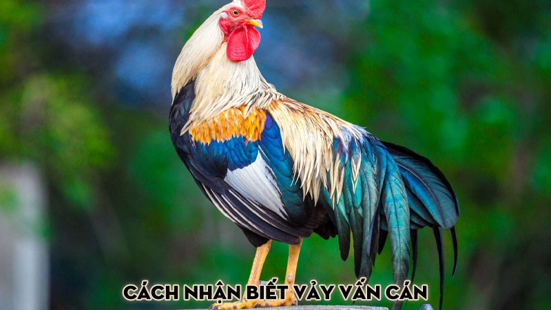 Cách nhận biết vảy vấn cán