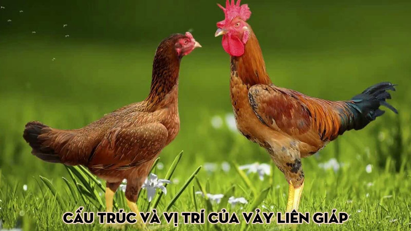 Cấu trúc và vị trí của vảy liên giáp