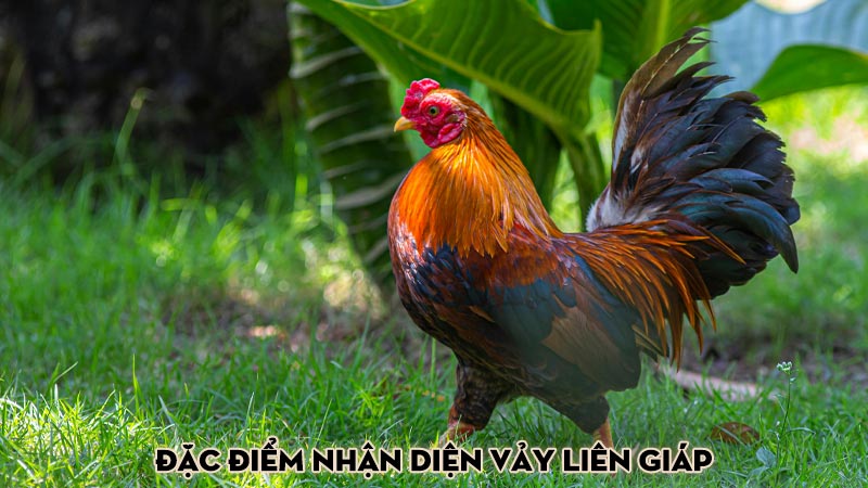 Đặc điểm nhận diện vảy liên giáp