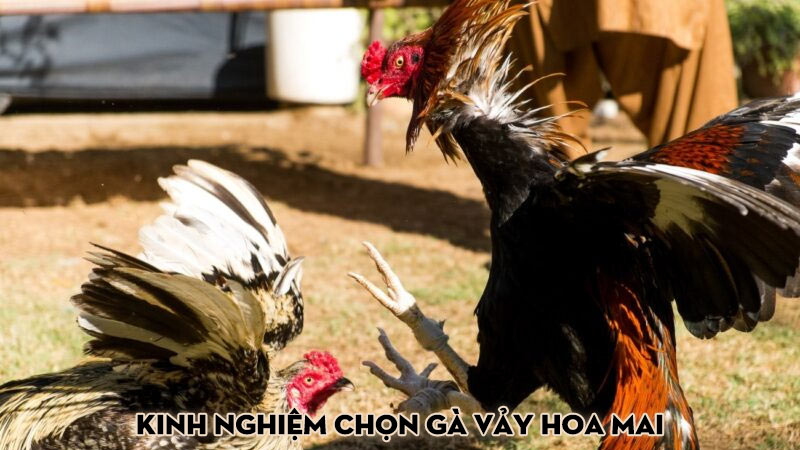 Kinh nghiệm chọn gà vảy hoa mai