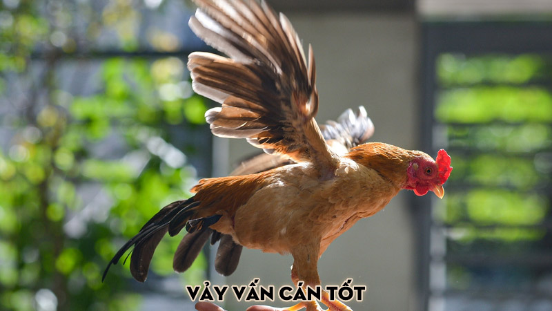 Vảy vấn cán tốt