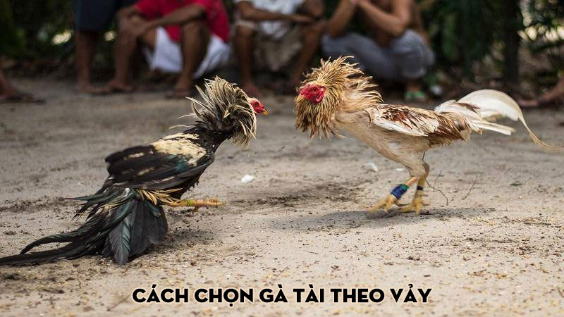 Cách chọn gà tài theo vảy