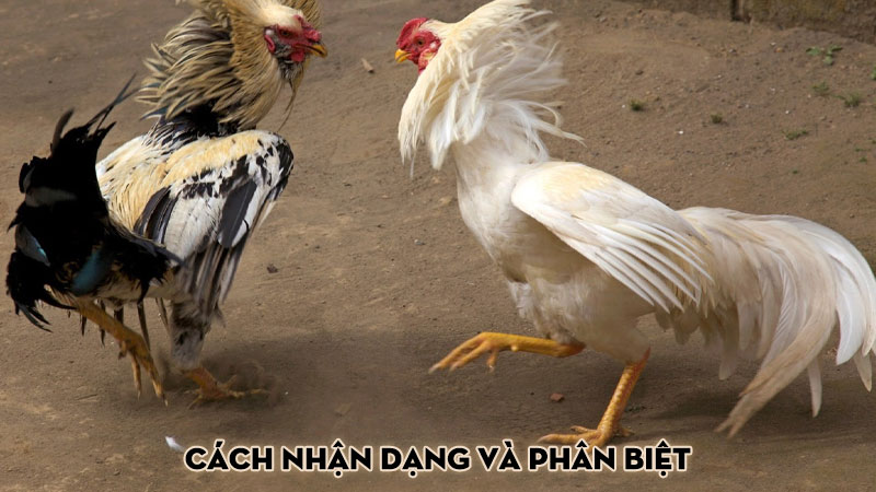 Cách nhận dạng và phân biệt