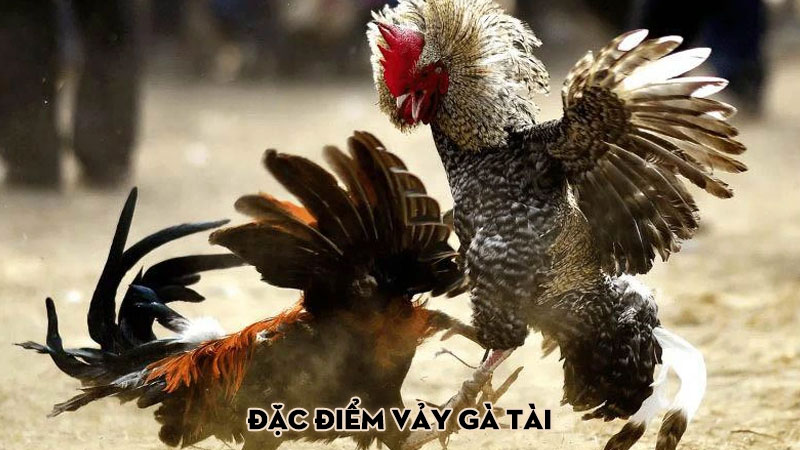 Đặc điểm vảy gà tài