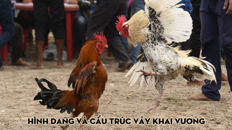 Hình dạng và cấu trúc vảy khai vương