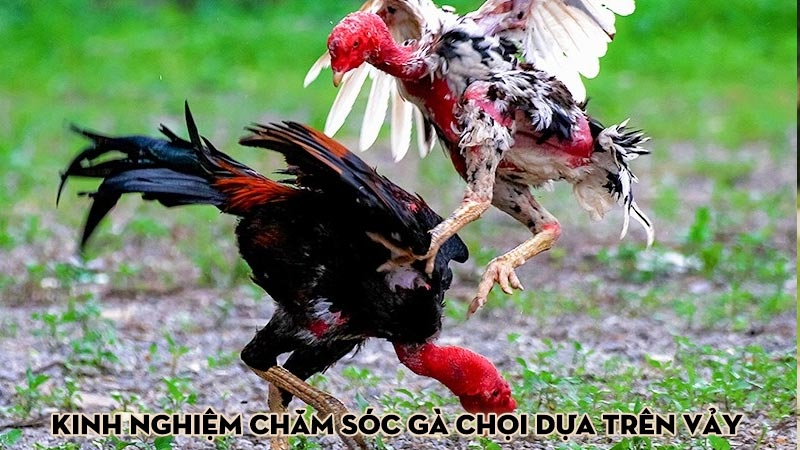 Kinh Nghiệm Chăm Sóc Gà Chọi Dựa Trên Vảy