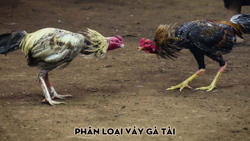 Phân loại vảy gà tài