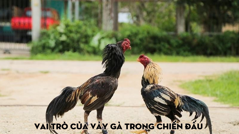 Vai Trò Của Vảy Gà Trong Chiến Đấu