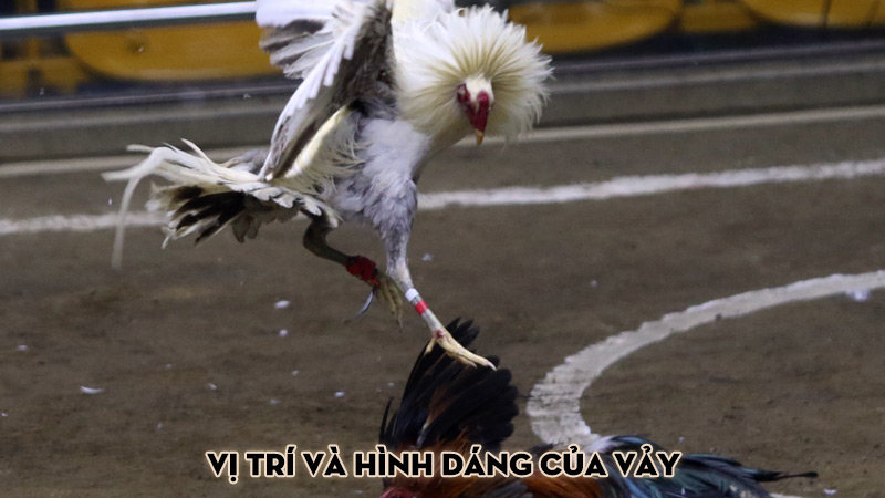 Vị trí và hình dáng của vảy