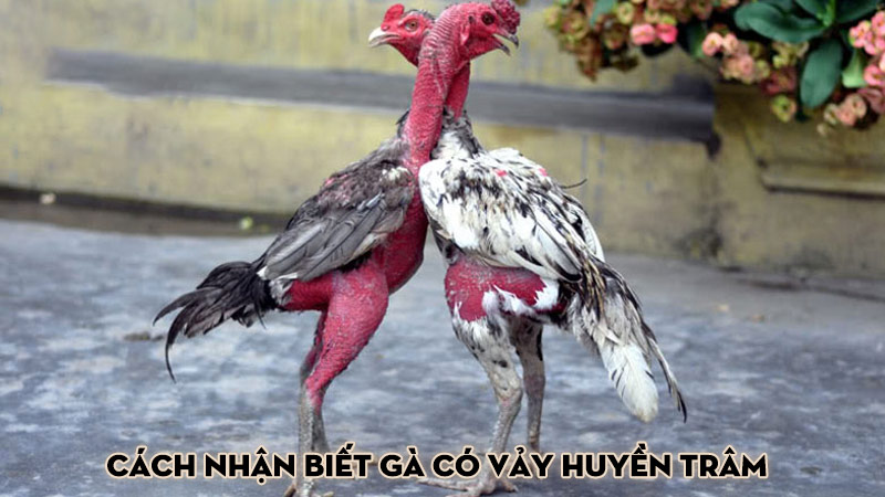 Cách Nhận Biết Gà Có Vảy Huyền Trâm